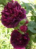 DSCF4741