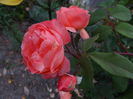 Lady Emma Hamilton