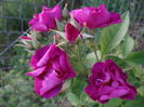 Rhapsody in Blue