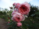 The Alnwick Rose