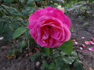 Mary Rose