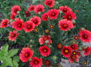 Gaillardia