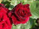 DSC08695