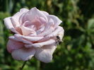 DSC08709