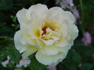 DSC08661