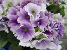 Keukenhof.06.05.2016 193