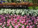 Keukenhof.06.05.2016 212