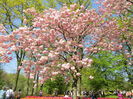 Keukenhof.06.05.2016 215