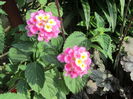 Lantana