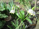 Leucojum vernum (7)