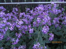 Lunaria annua (3)