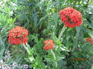 Lychnis calcedonica 1