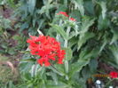 Lychnis calcedonica