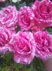 IMG_20160610_194242