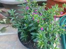 IMG_20160704_071232