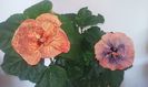 20160704_093613