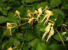 Lonicera japonica (2016, June 12)