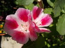 DSCN5612