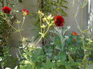 DSCN5619