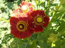 DSCN5624