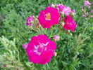 Super Excelsa