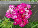 Super Excelsa