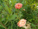 Lady of Shalott
