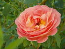 Lady of Shalott
