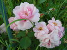 Milrose