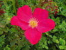 Rose of Picardy
