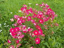 Candia Meillandecor