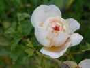 Jayne Austen