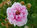 Compte de Chambord
