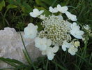 hydrangea Wim's Red