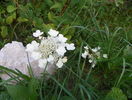 hydrangea Wim's Red