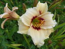 hemerocallis Raspberry Candy