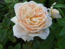 Crocus Rose
