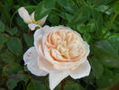 Crocus Rose