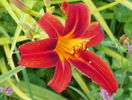 hemerocallis Crimson Pirate