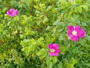 rosa rugosa