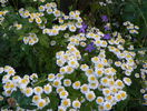 tanacetum parthenium