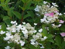 hydrangea Early Sensation