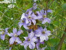 clematis Justa