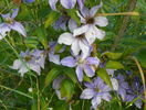 clematis Justa