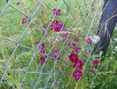 clematis Avant Garde