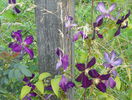 clematis Mikelite