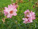 Prairie Joy