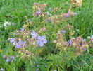 geranium