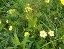 potentilla Goldfinger