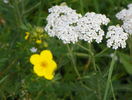 potentilla Goldfinger